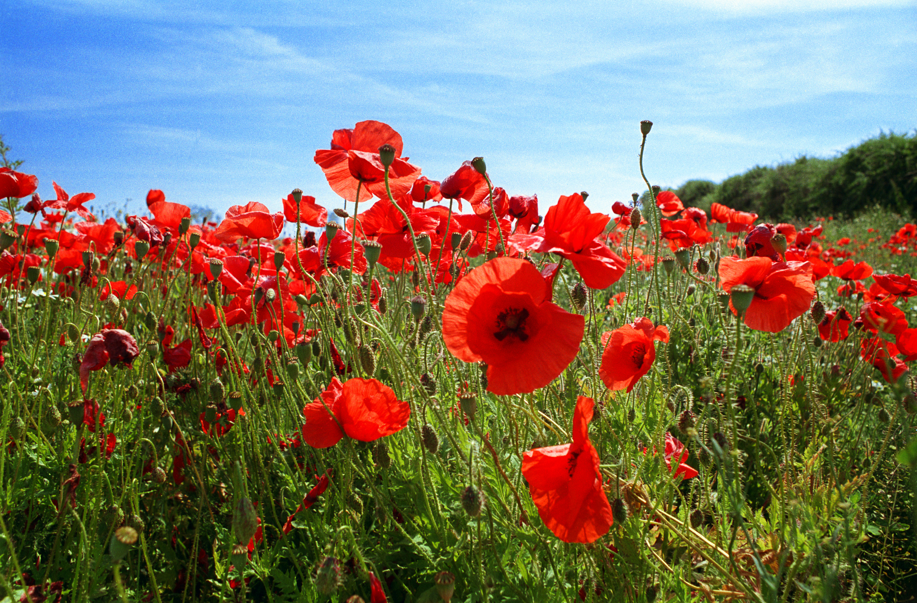 Poppies