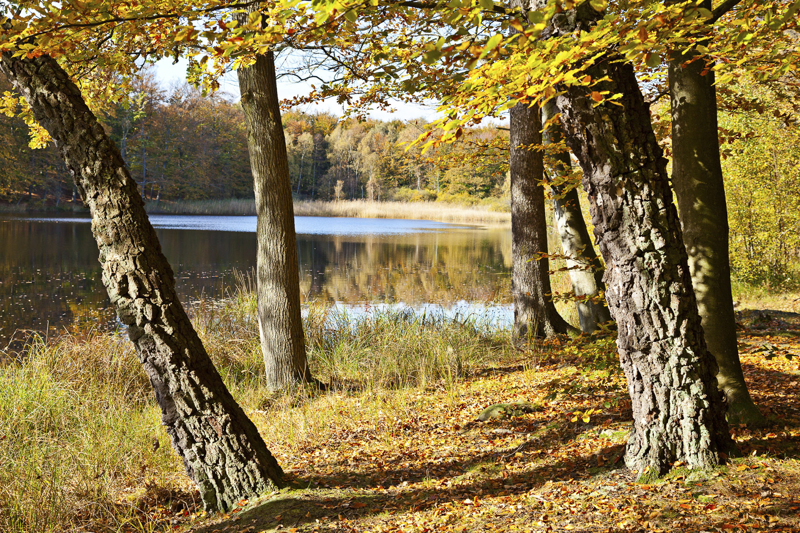 Efterår