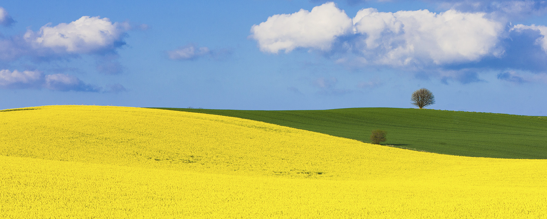 Rape field