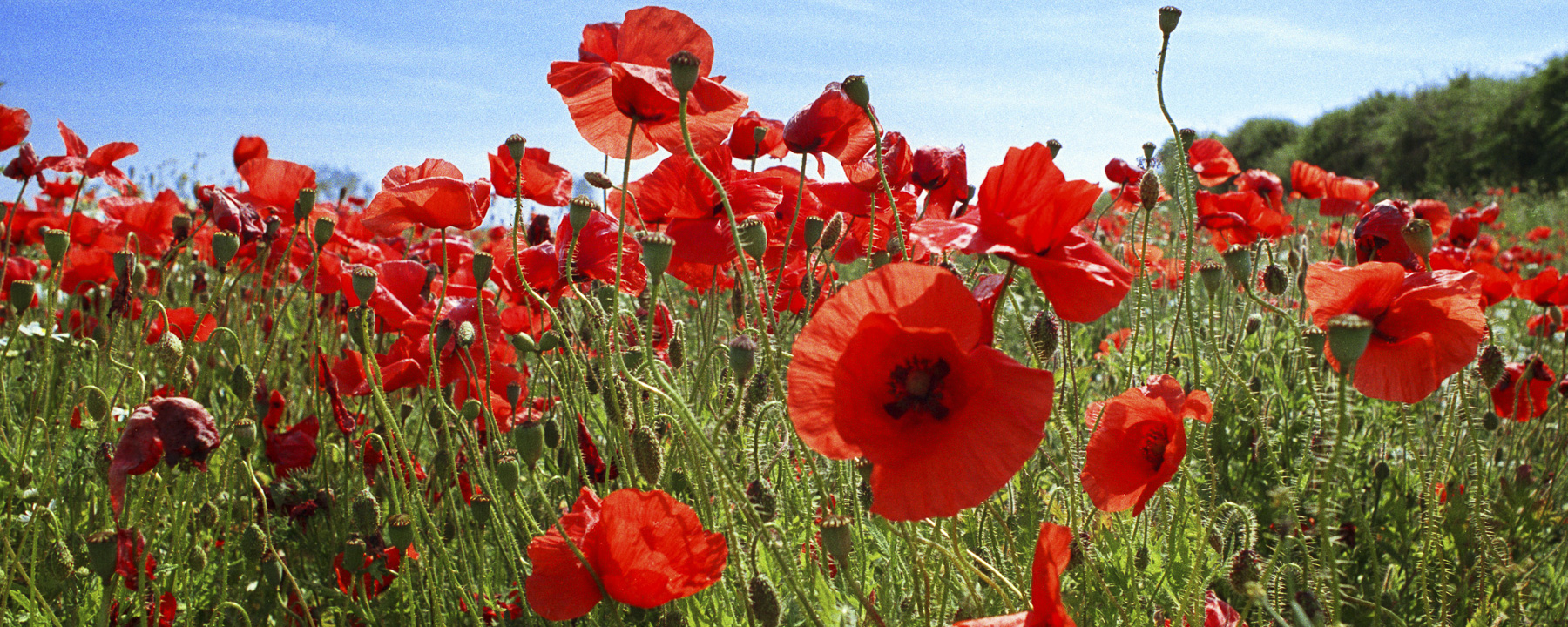 Poppies