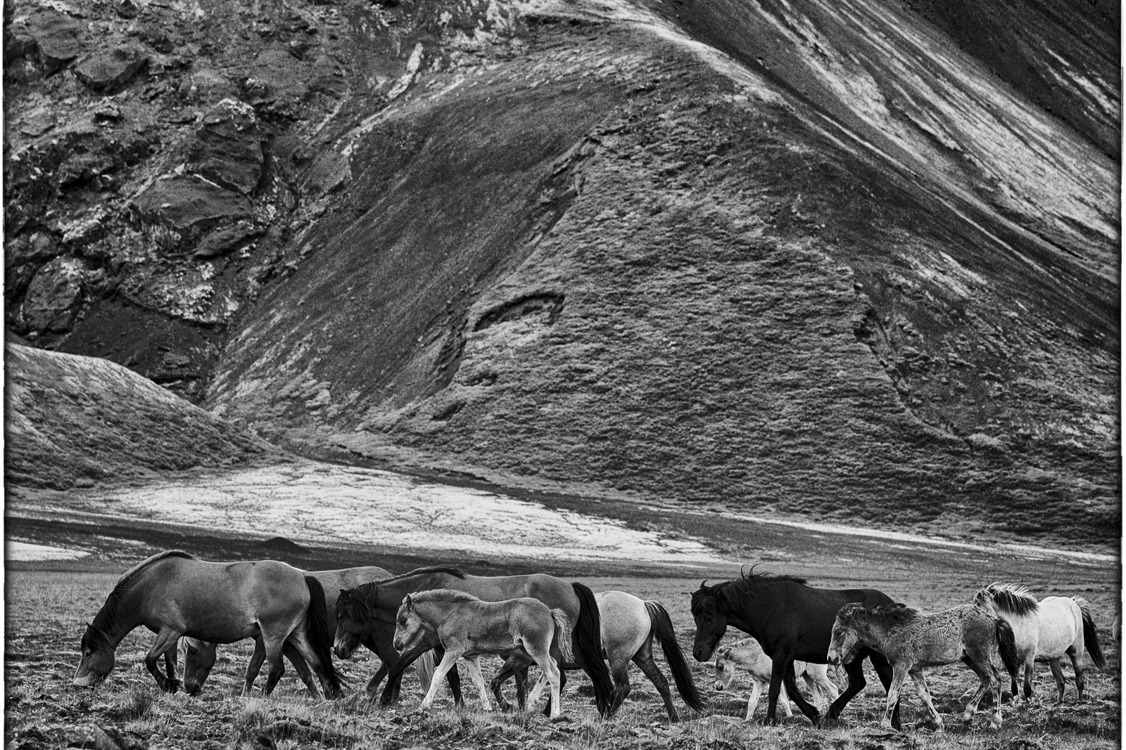Icelandic horses