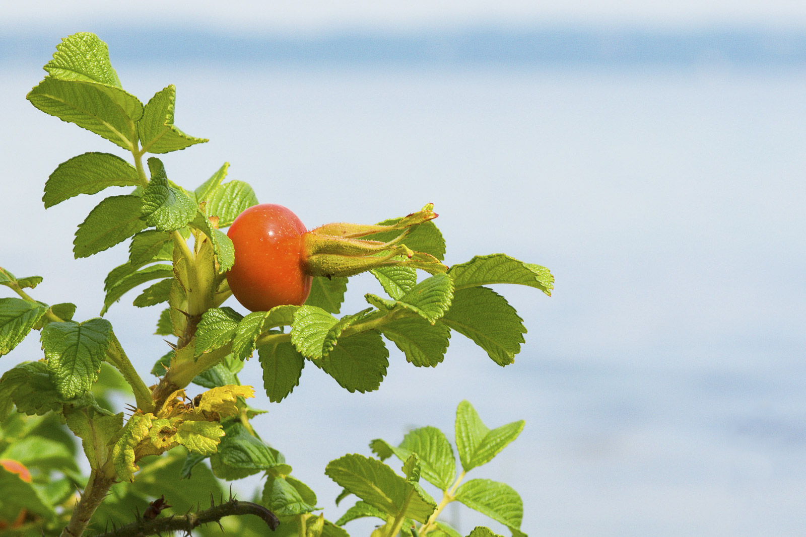 Rosehip
