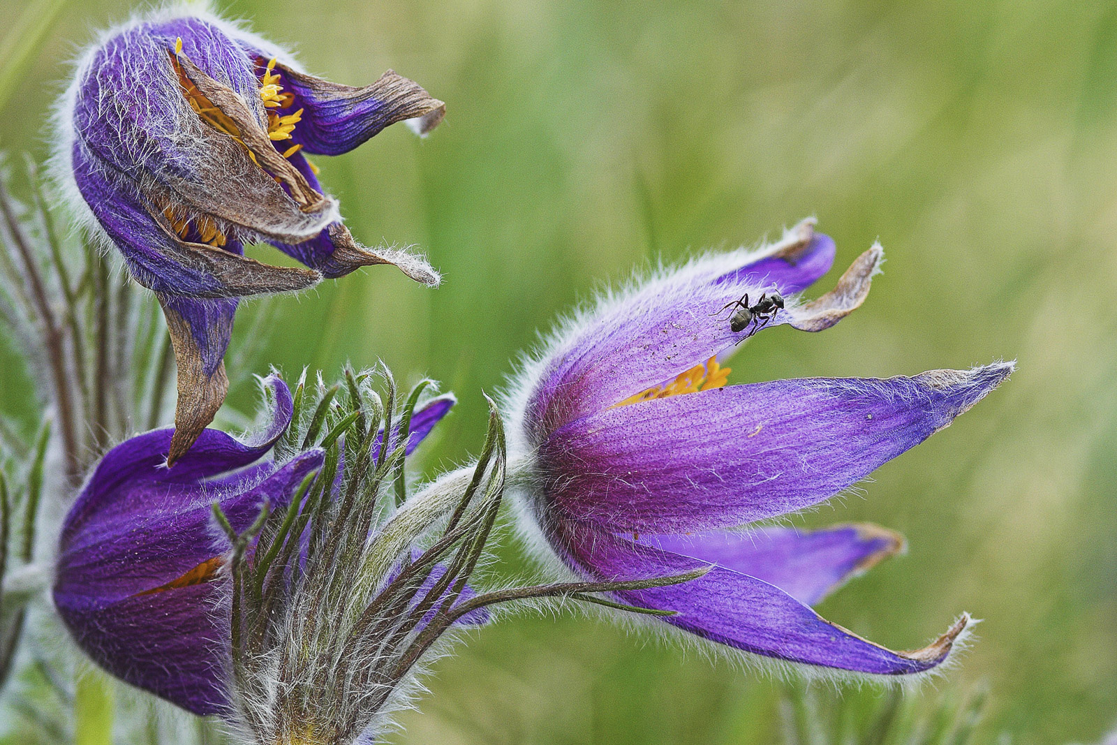 Pasque flowers