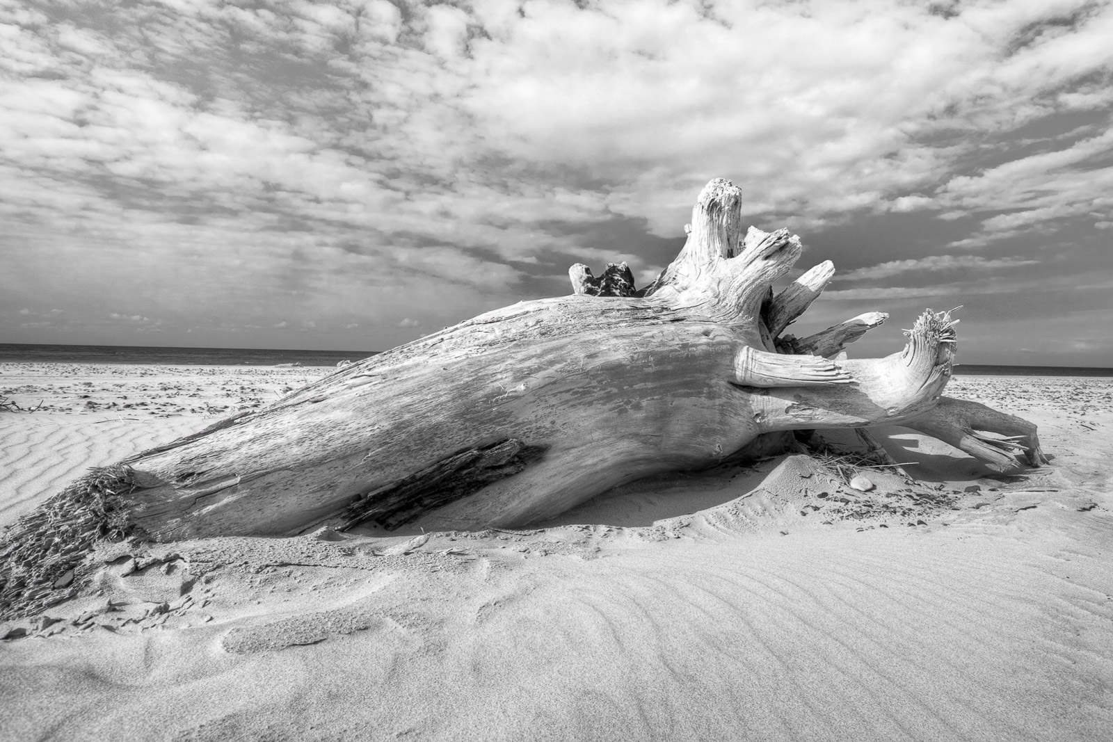 Drift wood