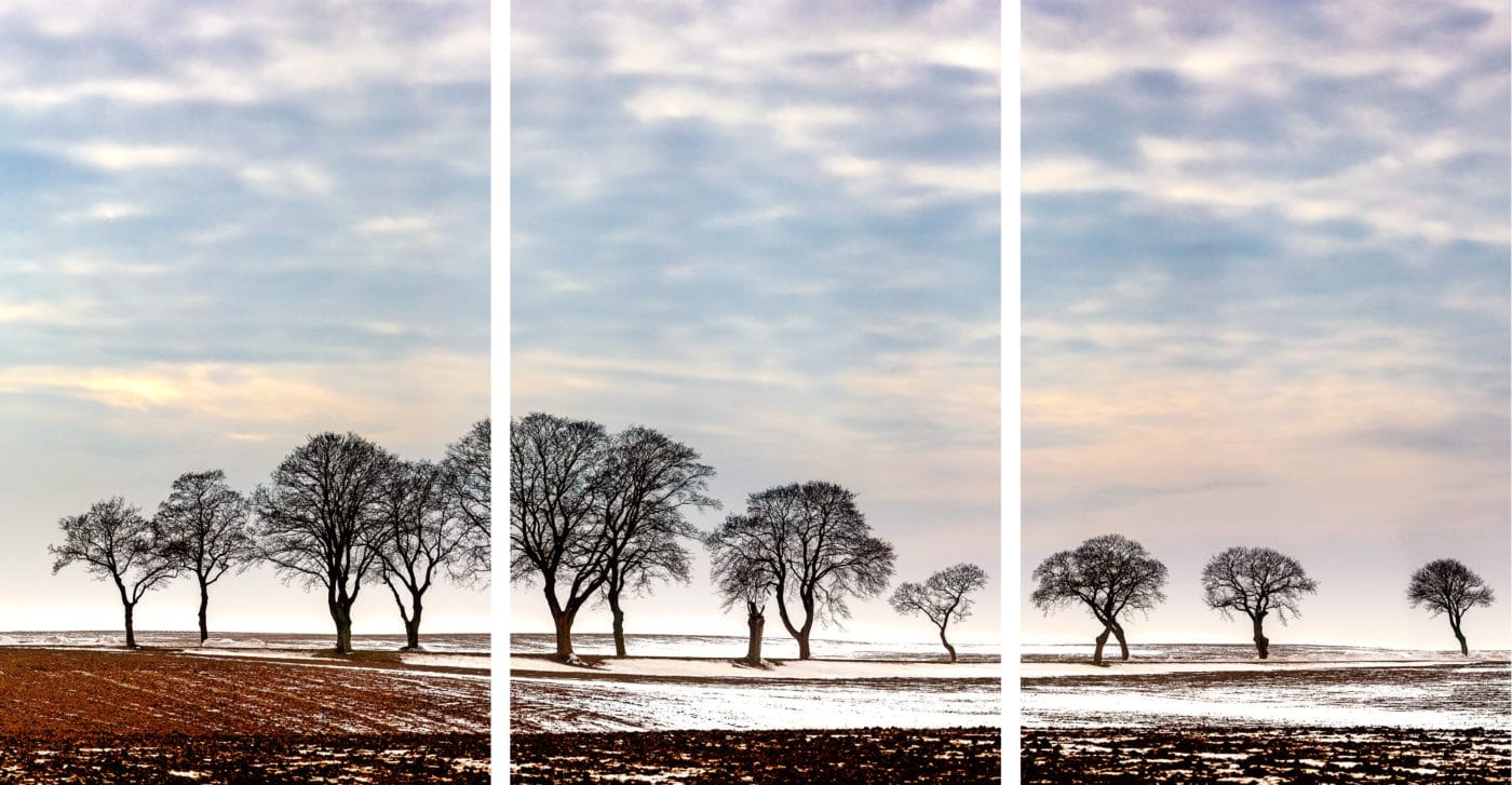 Naked trees special edition