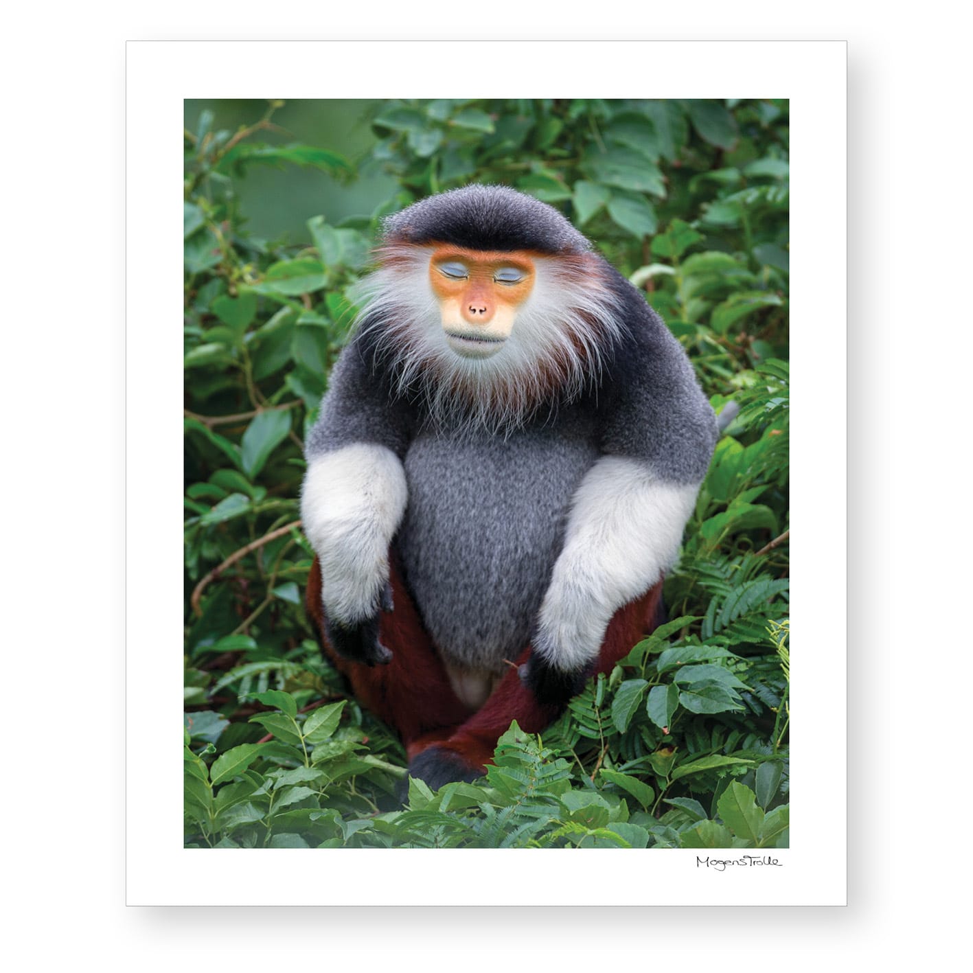 The zen monkey