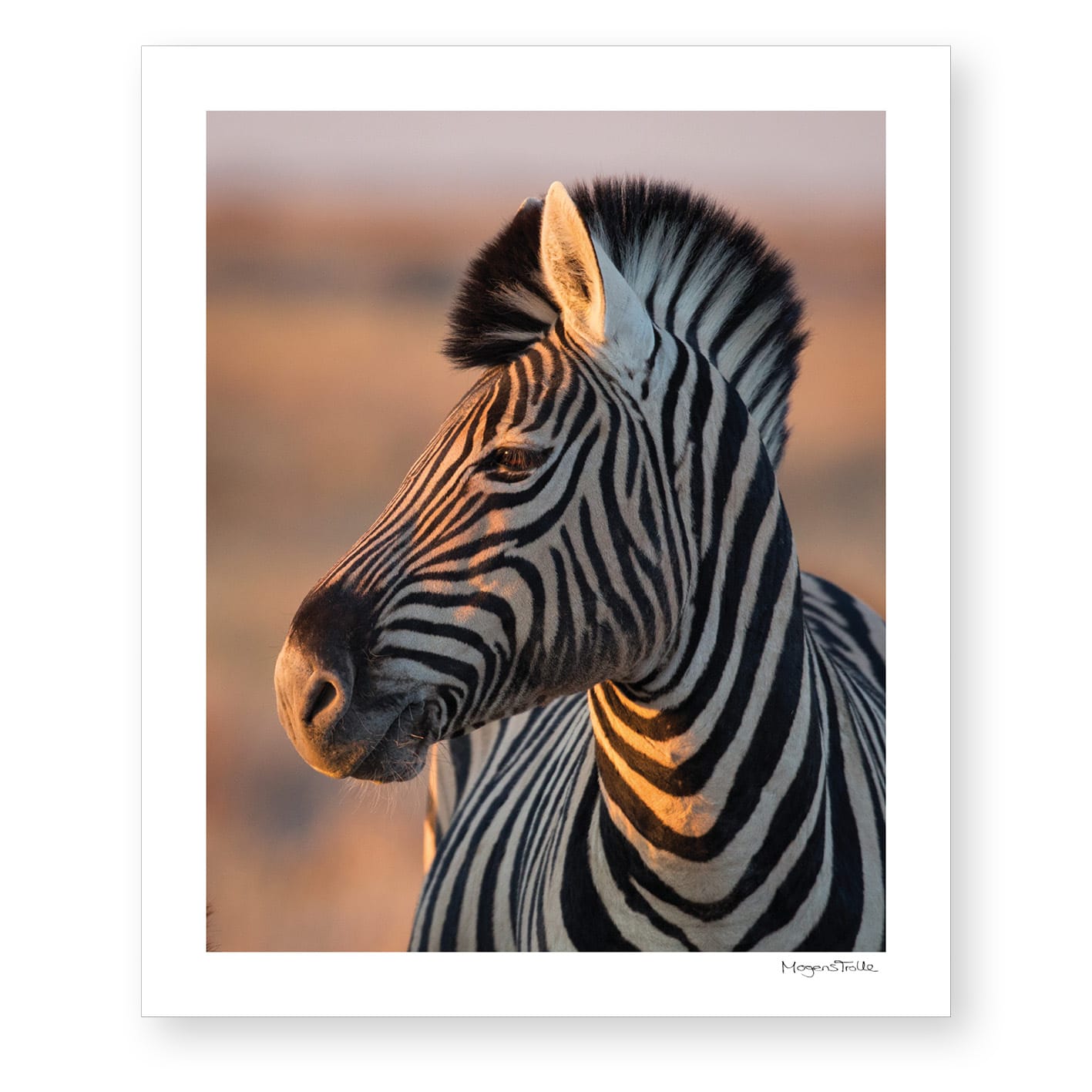 Zebra