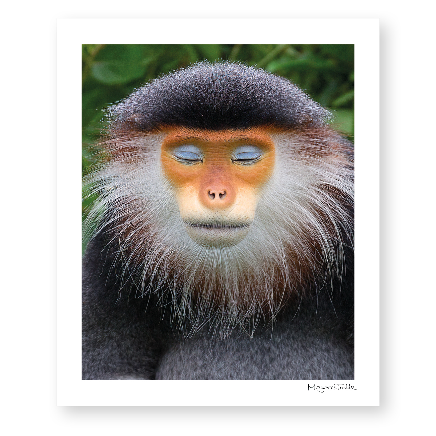 The zen monkey close up