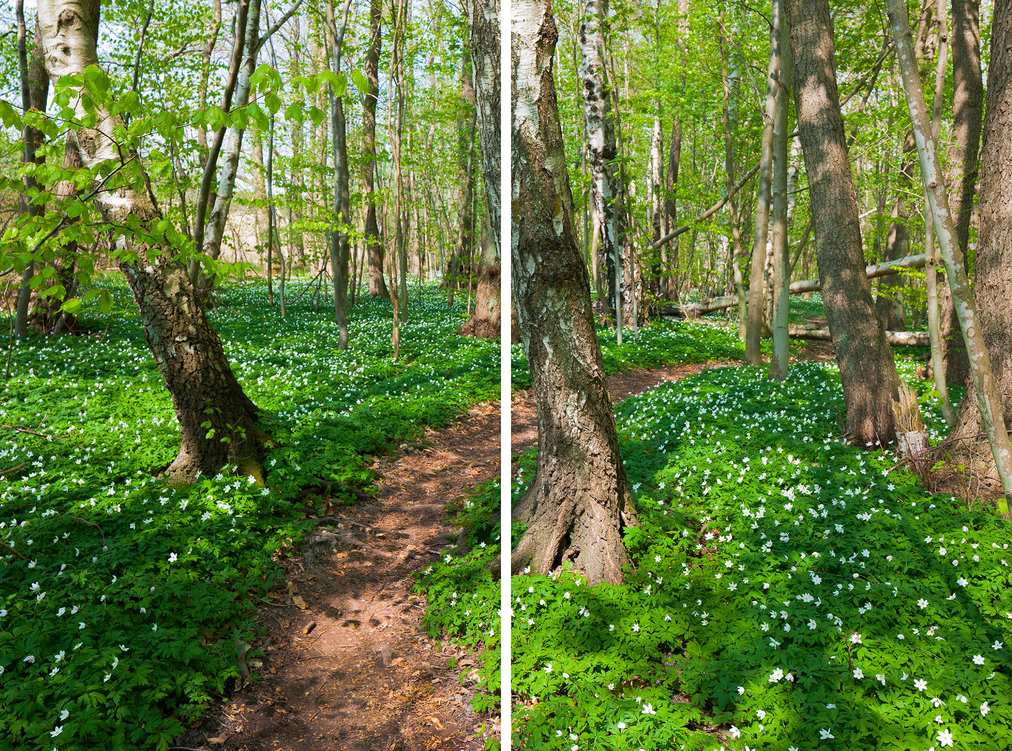 Spring forest with wood anemones - split edition