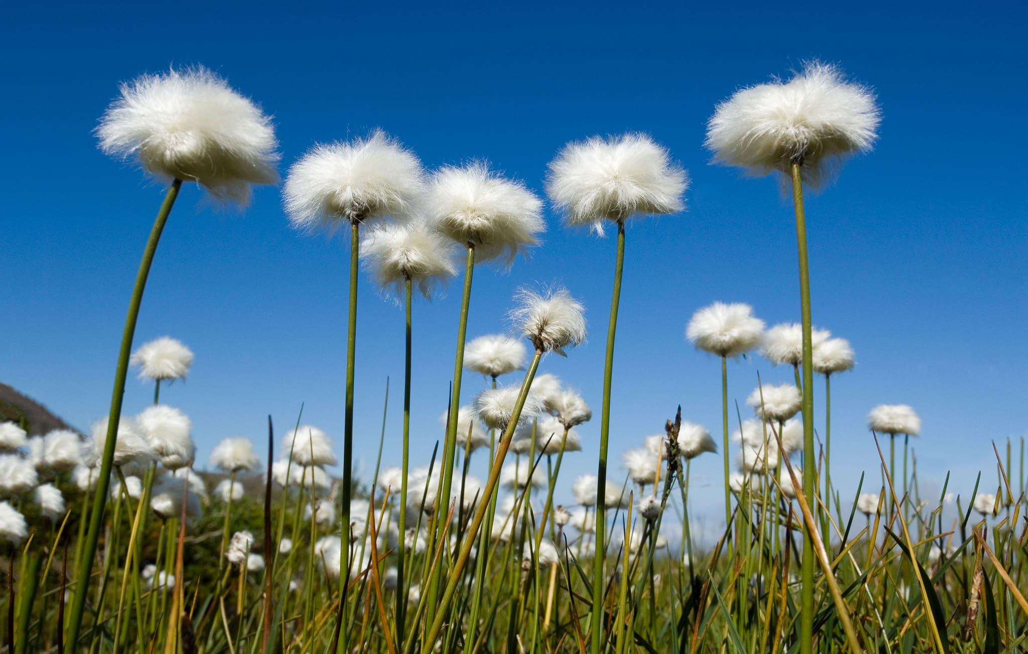 Cotton grass