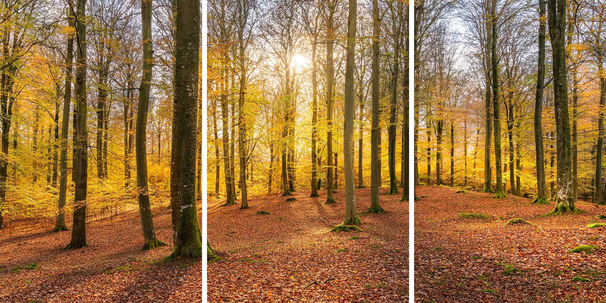 Autumn forest - split edition