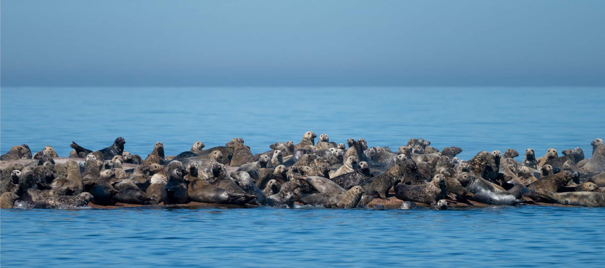Grey seals