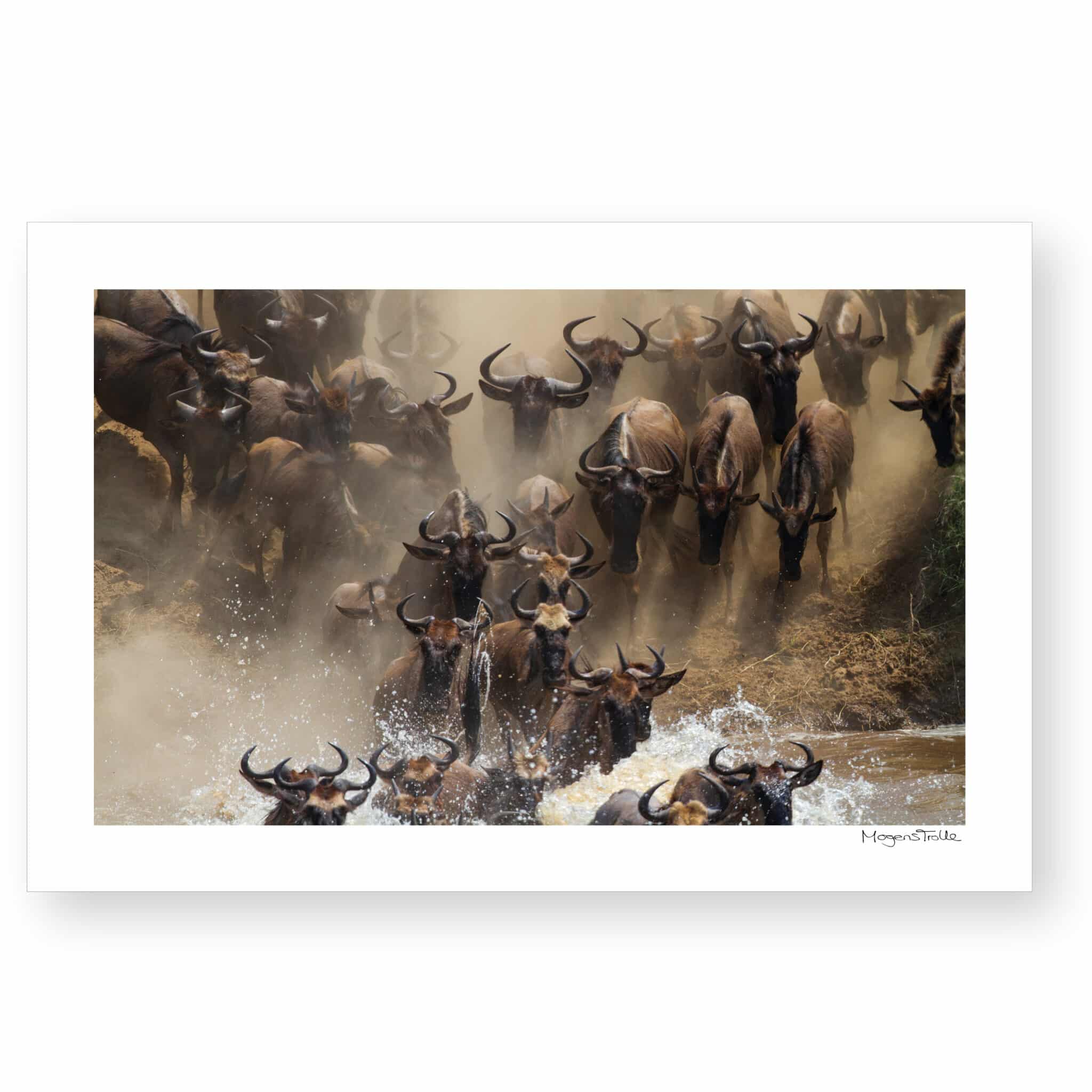 Wilderbeest crossing
