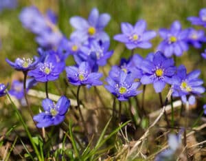 Blue anemone